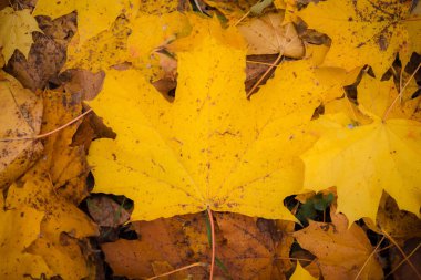 Yerdeki güzel, parlak sonbahar yapraklarının yakın görüntüsü