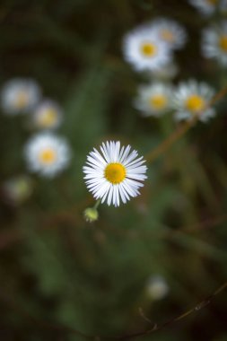 Papatya tarlası. Güzel papatya çiçekleri kapanıyor. Yabani çiçekli halk ilaçları..