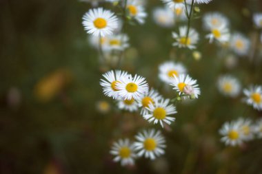 Papatya tarlası. Güzel papatya çiçekleri kapanıyor. Yabani çiçekli halk ilaçları..