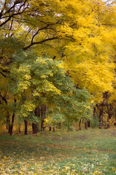 秋天美丽的森林景观风景 — 图库照片