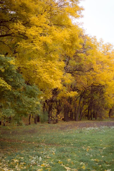 Foto Cênica Bela Paisagem Florestal Outono — Fotografia de Stock
