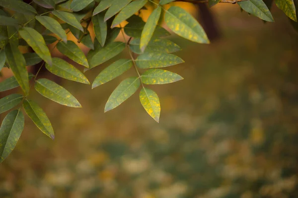 Nahaufnahme Von Blättern Herbstwald — Stockfoto