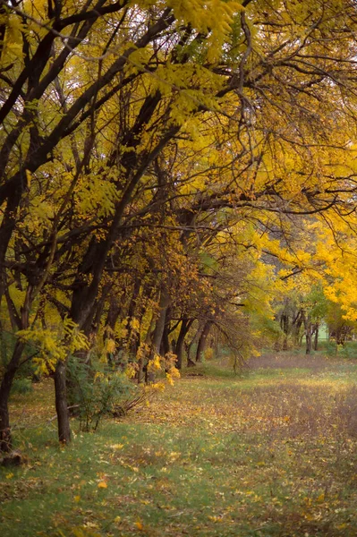Malownicze Ujęcie Pięknego Leśnego Krajobrazu Jesienią — Zdjęcie stockowe