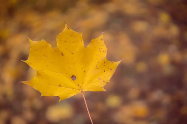 stock image autumn leaves, fall season flora 