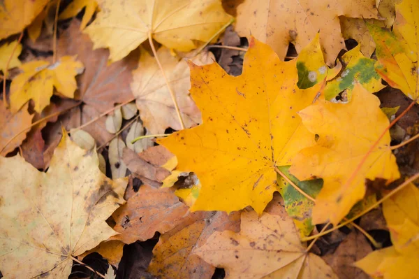 Yerdeki güzel, parlak sonbahar yapraklarının yakın görüntüsü