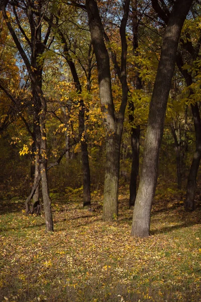 Sonbaharda Güzel Orman Manzarasının Manzarası — Stok fotoğraf