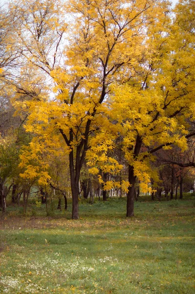 Живописный Снимок Красивого Лесного Пейзажа Осенью — стоковое фото