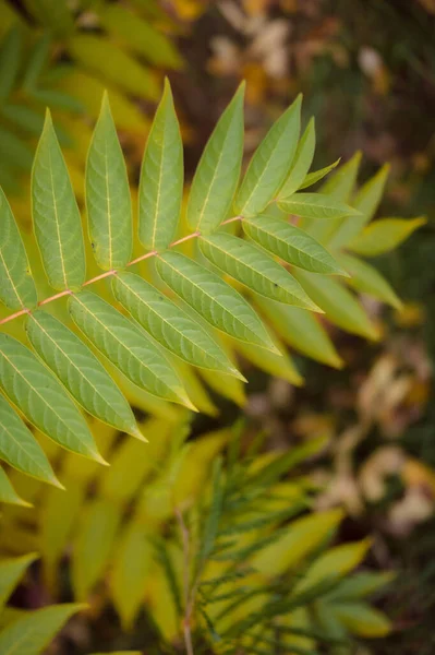 Sonbahar ormanındaki yaprakların yakın görüntüsü