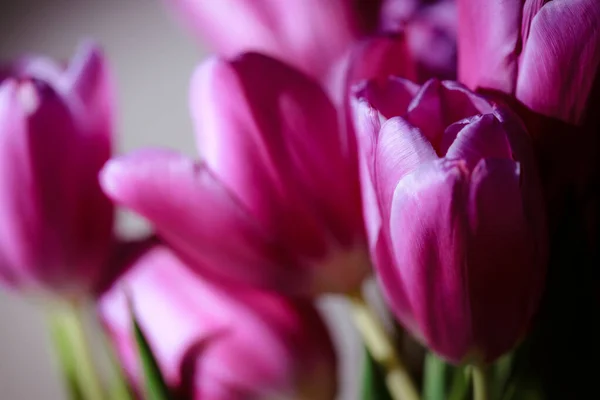 Natürliches Bouquet Von Frühlingstulpen Lila Tulpen Auf Einem Schlichten Grauen — Stockfoto