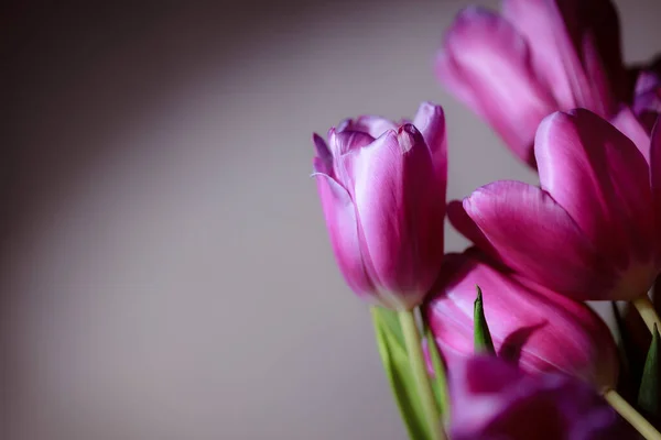 Естественный Букет Весенних Тюльпанов Фиолетовые Тюльпаны Обычном Сером Фоне День — стоковое фото