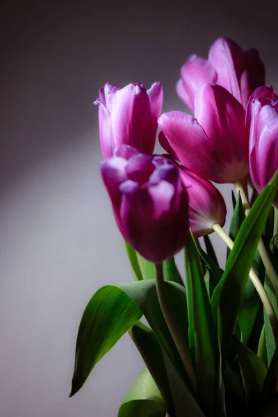 Natuurlijk Boeket Van Lente Tulpen Paarse Tulpen Een Effen Grijze — Stockfoto