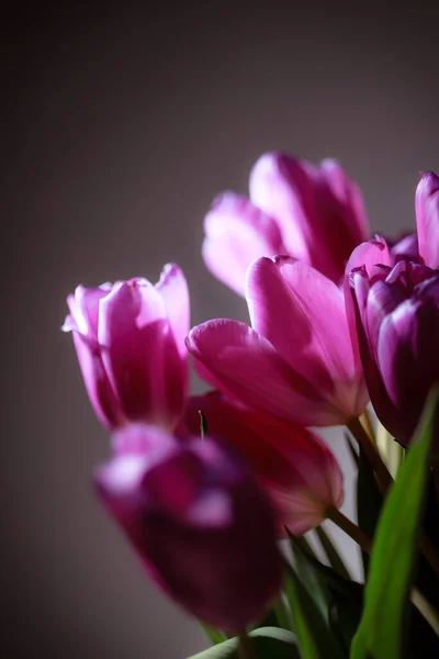 Ramo Natural Tulipanes Primavera Tulipanes Morados Sobre Fondo Gris Liso — Foto de Stock