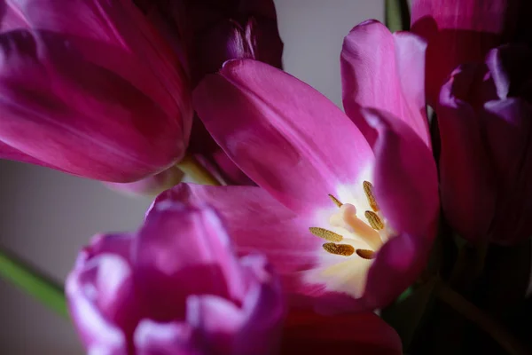 Natürliches Bouquet Von Frühlingstulpen Lila Tulpen Auf Einem Schlichten Grauen — Stockfoto