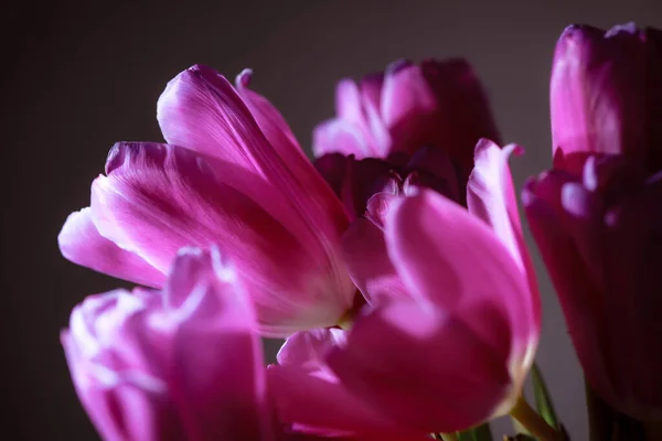 Ramo Natural Tulipanes Primavera Tulipanes Morados Sobre Fondo Gris Liso — Foto de Stock
