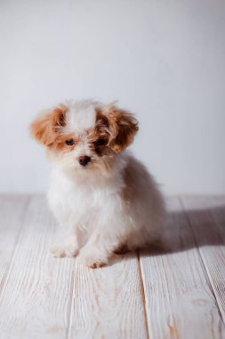 Beyaz Malta tapılası köpek yavrusunun stüdyo portresi. Küçük bir köpeğin portresi. Küçük bir oyuncak kaniş Breedon. Hafif ahşap bir arka plan. Şirin köpek ve iyi bir arkadaş. Arkadaşım Maltipu poz veriyor..