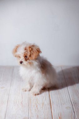 Beyaz Malta tapılası köpek yavrusunun stüdyo portresi. Küçük bir köpeğin portresi. Küçük bir oyuncak kaniş Breedon. Hafif ahşap bir arka plan. Şirin köpek ve iyi bir arkadaş. Arkadaşım Maltipu poz veriyor..