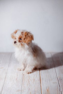 Beyaz Malta tapılası köpek yavrusunun stüdyo portresi. Küçük bir köpeğin portresi. Küçük bir oyuncak kaniş Breedon. Hafif ahşap bir arka plan. Şirin köpek ve iyi bir arkadaş. Arkadaşım Maltipu poz veriyor..
