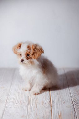 Beyaz Malta tapılası köpek yavrusunun stüdyo portresi. Küçük bir köpeğin portresi. Küçük bir oyuncak kaniş Breedon. Hafif ahşap bir arka plan. Şirin köpek ve iyi bir arkadaş. Arkadaşım Maltipu poz veriyor..