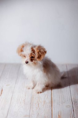 Beyaz Malta tapılası köpek yavrusunun stüdyo portresi. Küçük bir köpeğin portresi. Küçük bir oyuncak kaniş Breedon. Hafif ahşap bir arka plan. Şirin köpek ve iyi bir arkadaş. Arkadaşım Maltipu poz veriyor..