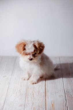 Beyaz Malta tapılası köpek yavrusunun stüdyo portresi. Küçük bir köpeğin portresi. Küçük bir oyuncak kaniş Breedon. Hafif ahşap bir arka plan. Şirin köpek ve iyi bir arkadaş. Arkadaşım Maltipu poz veriyor..