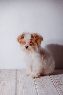 Beyaz Malta tapılası köpek yavrusunun stüdyo portresi. Küçük bir köpeğin portresi. Küçük bir oyuncak kaniş Breedon. Hafif ahşap bir arka plan. Şirin köpek ve iyi bir arkadaş. Arkadaşım Maltipu poz veriyor..