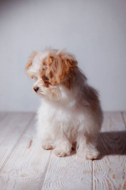 Beyaz Malta tapılası köpek yavrusunun stüdyo portresi. Küçük bir köpeğin portresi. Küçük bir oyuncak kaniş Breedon. Hafif ahşap bir arka plan. Şirin köpek ve iyi bir arkadaş. Arkadaşım Maltipu poz veriyor..