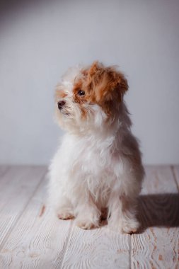 Beyaz Malta tapılası köpek yavrusunun stüdyo portresi. Küçük bir köpeğin portresi. Küçük bir oyuncak kaniş Breedon. Hafif ahşap bir arka plan. Şirin köpek ve iyi bir arkadaş. Arkadaşım Maltipu poz veriyor..