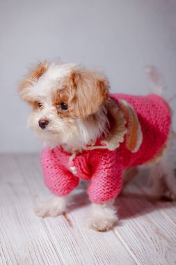 Beyaz Malta tapılası köpek yavrusunun stüdyo portresi. Küçük bir köpeğin portresi. Köpek yavrusu için kapüşonlu şirin pembe kazak. Köpek kıyafetleri konsepti. Hayvanlar için elbise örüyorum. Arkadaşım Maltipu poz veriyor..