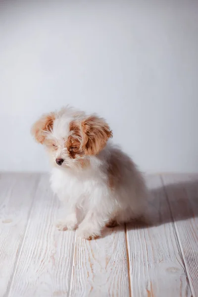 Студійний Портрет Білого Мальтійського Чарівного Цуценя Портрет Маленького Собаки Маленький — стокове фото