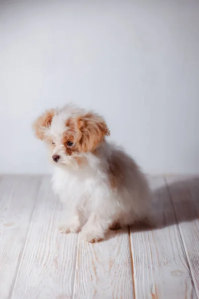 Studioporträt Eines Entzückenden Weißen Maltesischen Welpen Porträt Eines Kleinen Hundes — Stockfoto