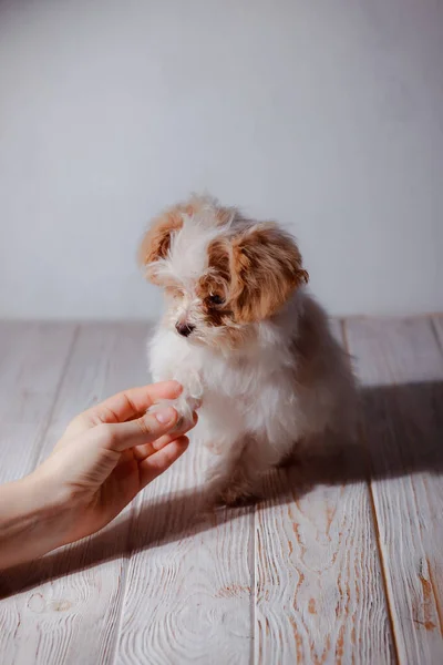 Studio Portrait White Maltese Adorable Puppy Portrait Small Dog Small — Stock Photo, Image