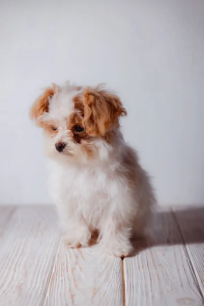 白い可愛い子犬のスタジオの肖像画 小さな犬の肖像画 軽い木製の背景に人形の繁殖の小さな子犬 かわいい犬と良い友人 私の友人マルティプポーズ — ストック写真
