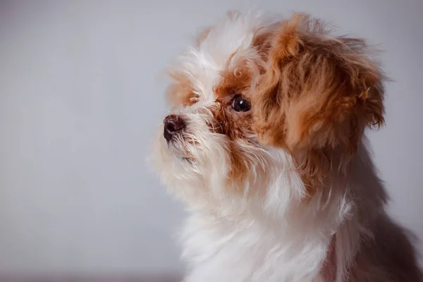 Studio Portrét Bílého Maltézského Roztomilého Štěněte Portrét Malého Psa Malé — Stock fotografie