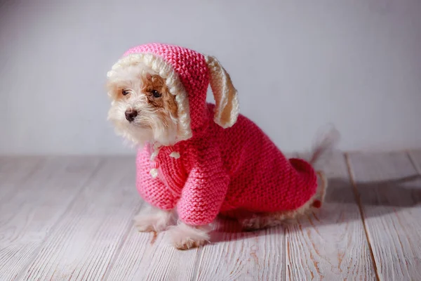 白色可爱的小狗的工作室肖像 一只小狗的肖像 漂亮的粉色毛衣 配上帽子 供小狗穿 狗衣服的概念 动物用针织衣服 我的朋友Maltipu摆姿势 — 图库照片