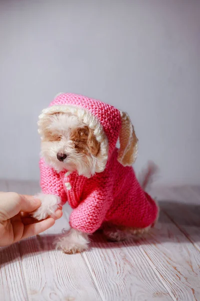 白い可愛い子犬のスタジオの肖像画 小さな犬の肖像画 子犬のフード付きのかわいいピンクのセーター 犬の服のコンセプト 動物用のニットの服 眠そうな子犬とともに目を閉じて — ストック写真