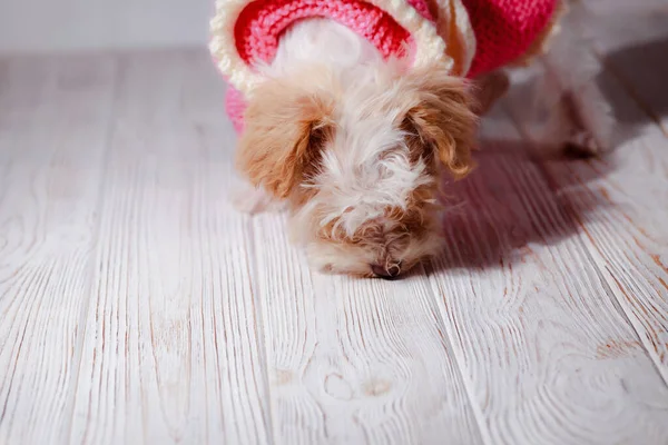 Studio Portrait White Maltese Adorable Puppy Portrait Small Dog Cute — Stock Photo, Image