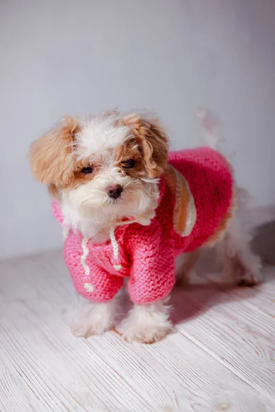 Retrato Estúdio Cachorro Maltês Branco Adorável Retrato Cão Pequeno Camisola — Fotografia de Stock