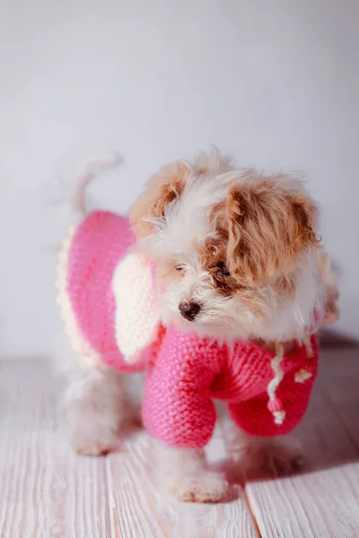 Retrato Estúdio Cachorro Maltês Branco Adorável Retrato Cão Pequeno Camisola — Fotografia de Stock