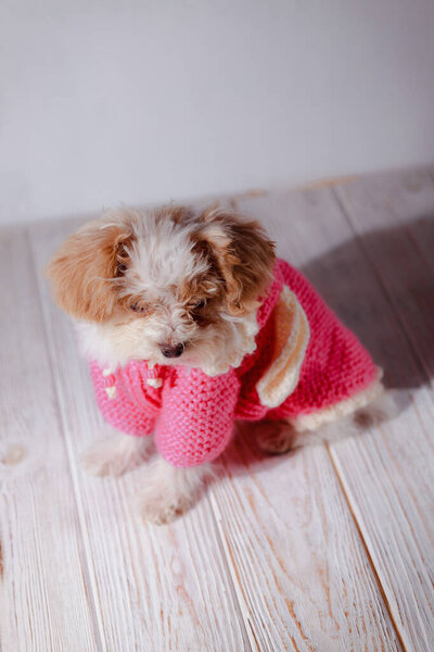 Студийный портрет белого мальтийского очаровательного щенка. Портрет маленькой собаки. Симпатичный розовый свитер с капюшоном для щенка. Концепция собачьей одежды. Вязаная одежда для животных. Мой друг Мальтипу позирует..