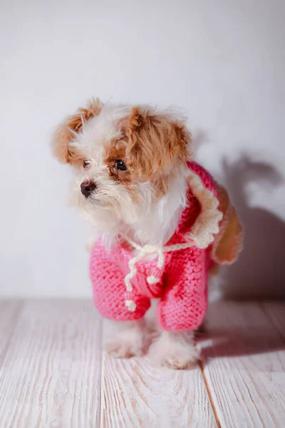 白い可愛い子犬のスタジオの肖像画 小さな犬の肖像画 子犬のフード付きのかわいいピンクのセーター 犬の服のコンセプト 動物用のニットの服 私の友人マルティプポーズ — ストック写真