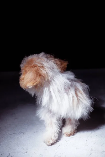 Retrato Estúdio Cachorro Maltês Branco Adorável Retrato Cão Pequeno Pequeno — Fotografia de Stock