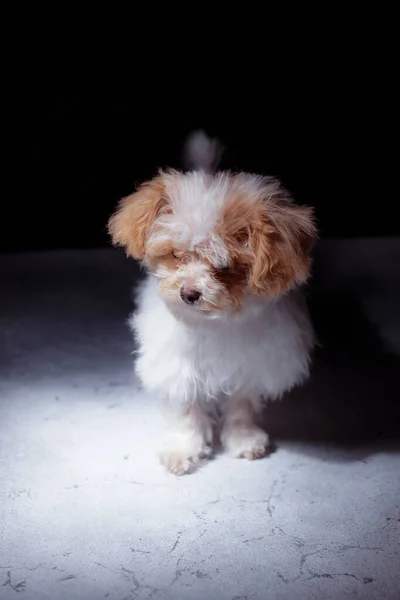 Studioporträt Eines Entzückenden Weißen Maltesischen Welpen Porträt Eines Kleinen Hundes — Stockfoto