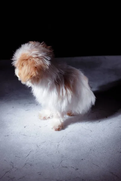 Studio Portrét Bílého Maltézského Roztomilého Štěněte Portrét Malého Psa Malé — Stock fotografie