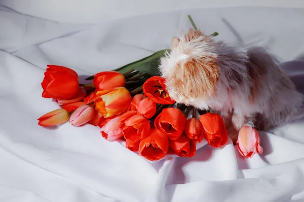 Natural bouquet of spring tulips. Red tulips on a smart white background. Valentine's day, mother's day, tenderness day, birthday concept. Small puppy of toypoodle breedon a light wooden background.