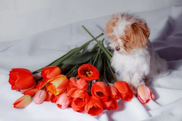Natürliches Bouquet Von Frühlingstulpen Rote Tulpen Auf Weißem Hintergrund Valentinstag — Stockfoto