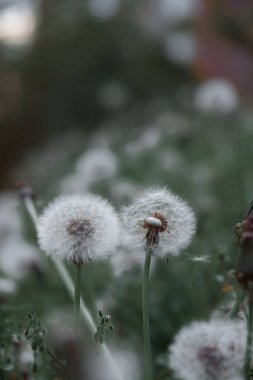 Yeşil çimenlikteki karahindiba beyaz çiçekleri. Gerçekçi yüksek kaliteli fotoğraf. Karahindiba tohumları yakında. Tıbbi tarla bitkileri. Etnik bilim. Seçici odaklanma. Yumuşak akşam ışığı.