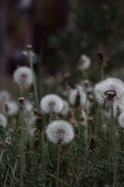Bunga Dandelion Putih Rumput Hijau Foto Berkualitas Tinggi Yang Realistis — Stok Foto