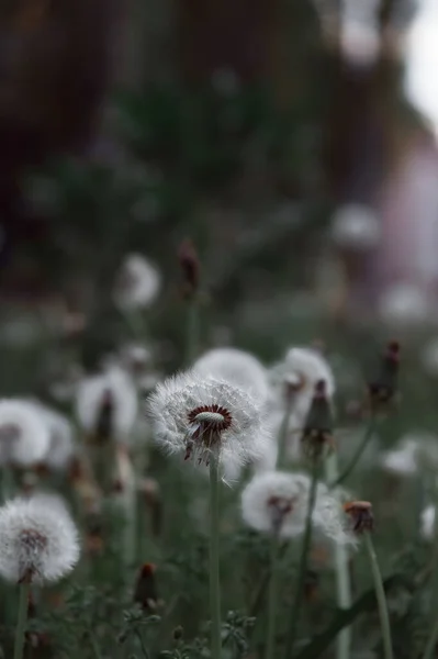 Одуванчик Белые Цветы Зеленой Траве Отличный Качественный Снимок Семена Одуванчика — стоковое фото