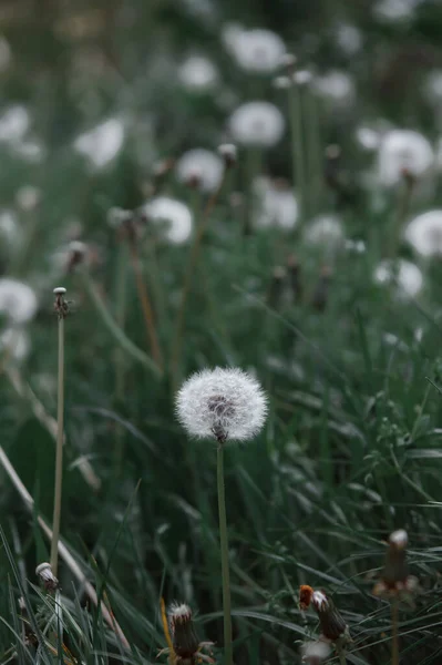 Dandelion Flores Brancas Grama Verde Foto Alta Qualidade Realista Sementes — Fotografia de Stock