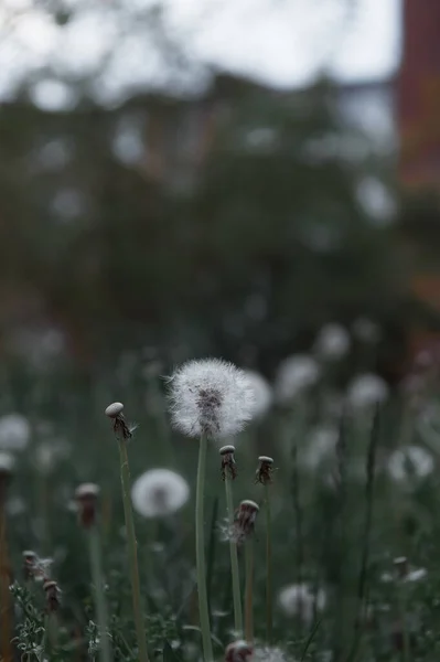 Πικραλίδα Λευκά Λουλούδια Πράσινο Γρασίδι Ρεαλιστική Υψηλής Ποιότητας Φωτογραφία Σπόροι — Φωτογραφία Αρχείου